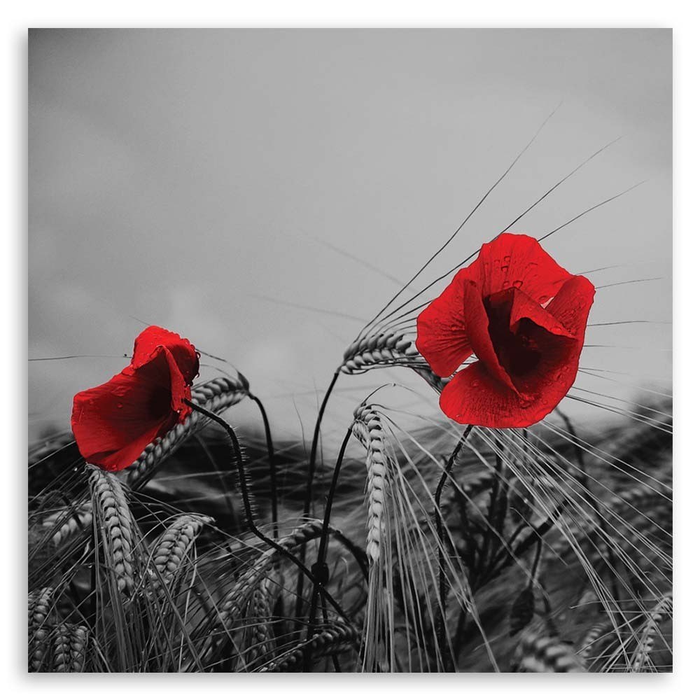 Emaga Obraz na płótnie, Czerwone maki i zboże - 60x60